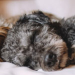 Start your own dog care business with this guide