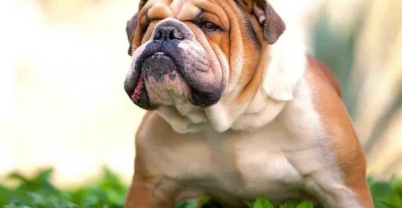 Most Expensive Dog Breeds in the World