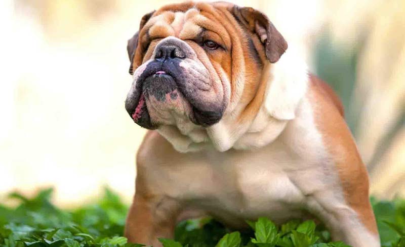 Natural Ways To Make My Dog Natural Ways To Make My Dog