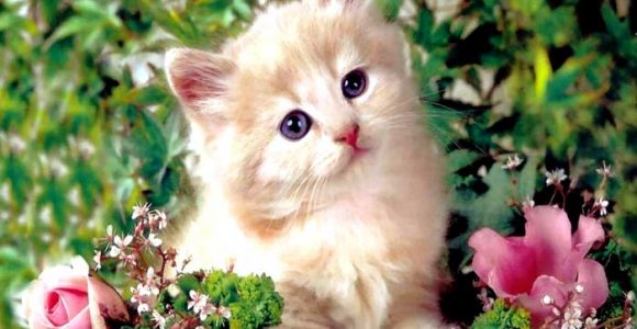 Top 10 Most Expensive Cat Breeds In the World