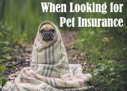 5 Things to Consider When Looking for Pet Insurance