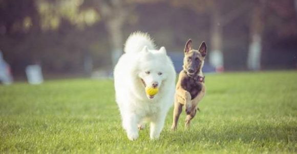 17 Tips to Follow When Taking Your Dog to a Dog Park