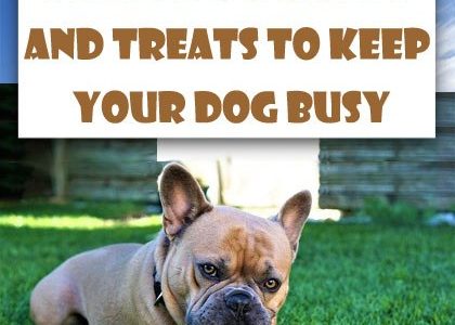 9 Best Dog Chews and Treats to Keep Your Dog Busy