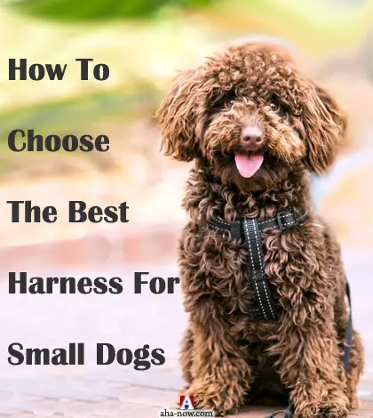 How To Choose The Best Harness For Small Dogs