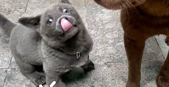 Is This a Cat or a Dog? Meet the Adorable Puppy That Looks Like a Cat-Dog Hybrid