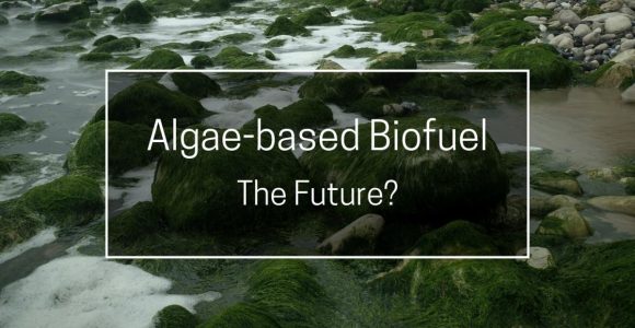 Pros and Cons of Algae-Based Biofuel