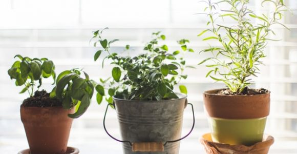 Simple Gardening Tips for Your Home Garden or Balcony Graden