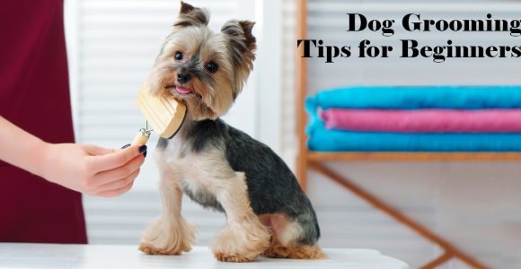 Dog Grooming : 12 Tips for Beginners | Salonist Blogs
