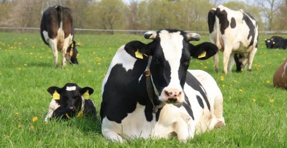 Learn how to start dairy farming in 5 steps