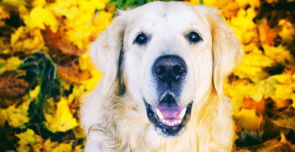 Is Turmeric For Dogs The Golden Bone Or Simply A Waste Of Treat Money?