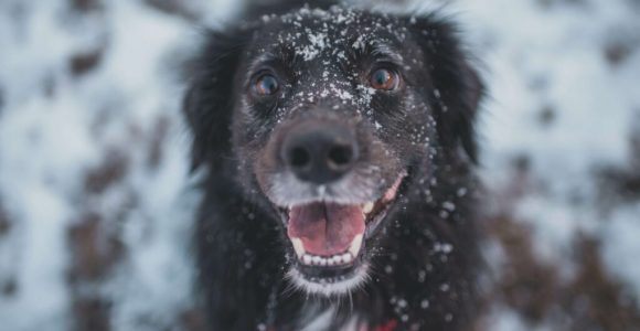 Turn A Blah Winter Into A Tail Wagging One With 6 Easy Dog Winter Activities
