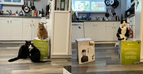 Cats hold new blender hostage during weeks long stand-off with owners