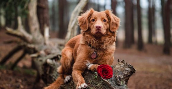 10 Simple Ways To Tell Your Dog Happy Valentines Day