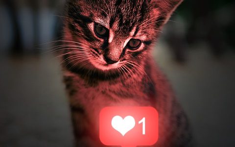Why Pet-Related Social Media Content Is So Effective