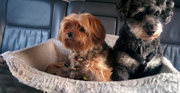 Are Dog Booster Seats Good For Small Dogs?