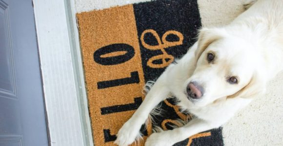 20 Easy Steps To Make Dog Overnight Visits Wag Worthy
