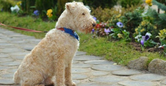 Steps To Stop Dogs From Peeing On Your Flowers In An HOA Community