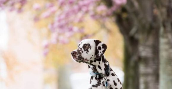 11 Easy Steps To Prepare Your Dog For Spring