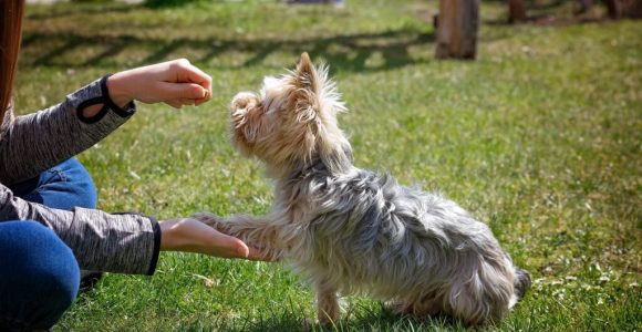 How To Find A Positive Reinforcement Dog Trainer For Your Rescue Dog