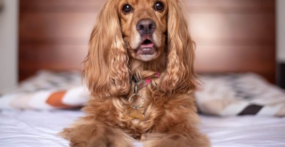 Easy Tips To Book A Great Dog Friendly Hotel