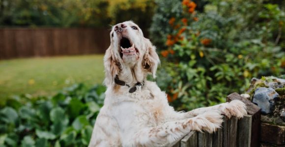 Practical Ways To Stop Your Neighbor Dog From Barking Constantly