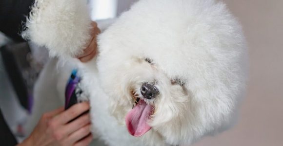The Truth You Need To Know Behind The Wheel And Razor Of Mobile Dog Grooming