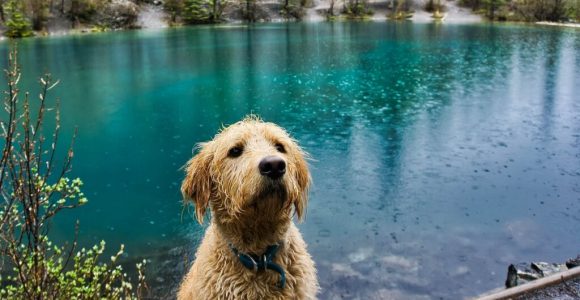 Dirty Water Risks To Avoid With Your Dog