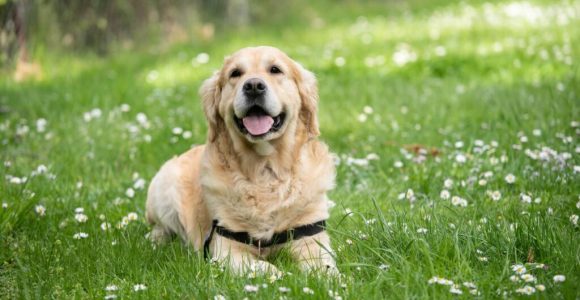 Do Dog Cooling Vests Help Summer Dogs?