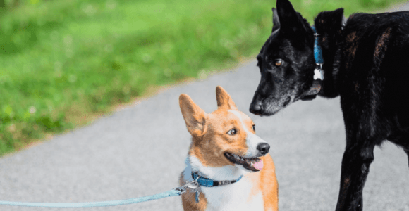 Keeping A Dog Safe With Off-Leash Dogs