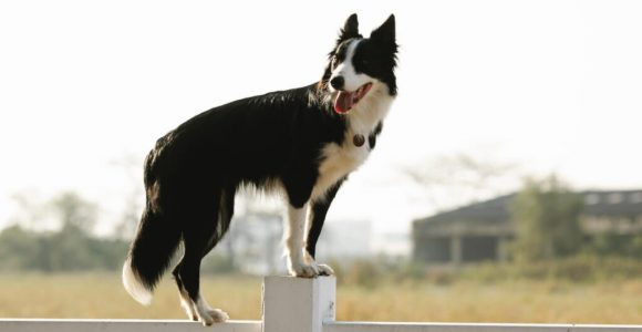 Easy Dog Fence Jumping Solutions