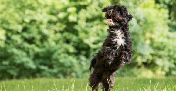 Dear Fido, Here Are The Secrets To Finding Dog Equipment For Less